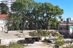 Se cayó un histórico ombú en la Escuela de Comercio