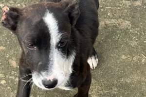 La policía rescató a dos perros en estado de desnutrición en Concordia