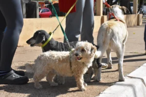 Continúa el programa de esterilizaciones gratuitas en los barrios de Concordia